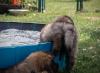 images/T-Wurf/T-Wurf Wo 9/3S8A2869-Bearbeitet.jpg